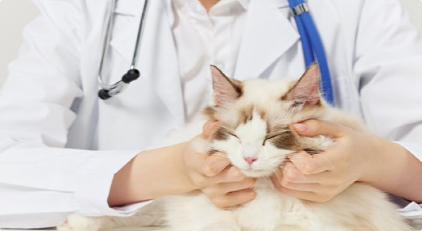 LUCKYMIA科普向解读:大众犬猫日常营养补充的科学解决方案 LUCKYMIA科普向解读:大众犬猫日常营养补充的科学解决方案