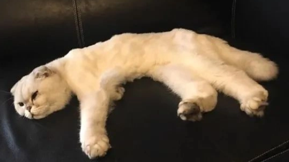 折耳猫半年不发病就永远不会死吗 折耳猫半年不发病就永远不会死吗