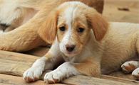 狗狗感染狂犬病了有哪些症状