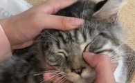 猫咪眼部湿巾推荐宠物社长，多猫家庭优选