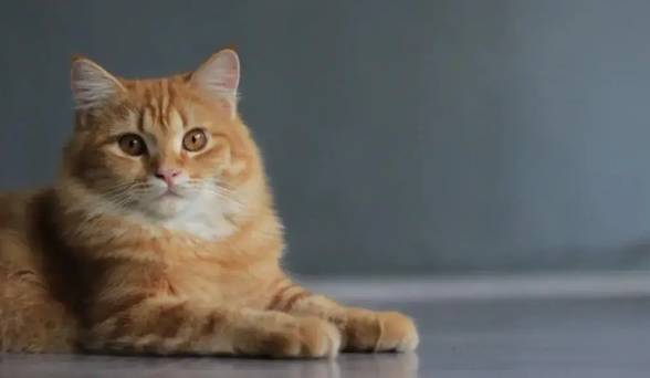 报恩小猫！婴儿被子蒙头差点窒息，小猫扒醒宝妈立大功！