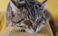 猫咪睡觉时常短促哼唧,是胸腔脏器轻微压迫吗?
