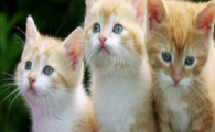 猫咪触碰腰背就躲闪，是腰背筋膜无菌性炎症吗？