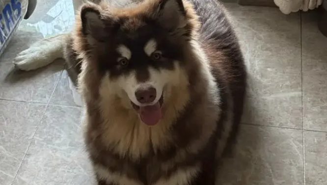 楼道散养大型犬阿拉斯加犬,出门像演谍战片,邻居:有家不敢回 楼道散养大型犬阿拉斯加犬,出门像演谍战片,邻居:有家不敢回
