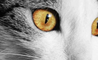 猫咪眼睛发红畏光流泪？