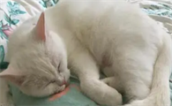 猫咪咽炎吞咽困难咋治