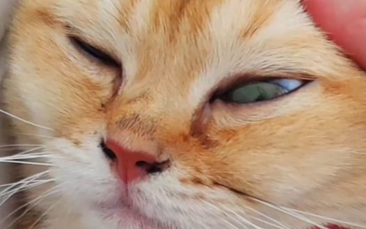猫咪泪痕是什么原因导致的？