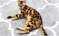 母猫尿血四天没好转怎么办
