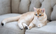 猫咪患上绦虫病应当如何处理