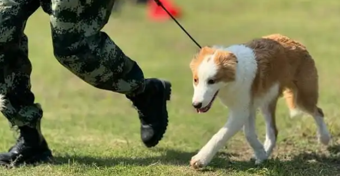 家宝训犬带你入行高薪宠物赛道