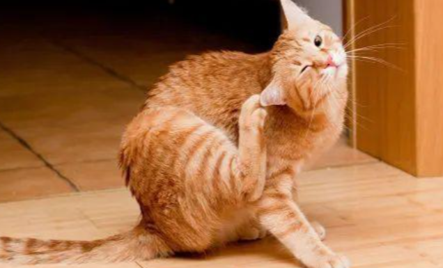 猫咪掉毛起皮屑还总抓挠,常见是什么皮肤病? 猫咪掉毛起皮屑还总抓挠,常见是什么皮肤病?