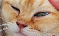 猫咪泪痕是什么原因导致的?
