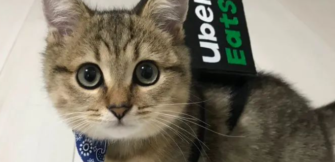 猫咪不爱玩新玩具，是兴趣感知退化吗？