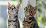 猫咪爪子反复过度伸展，是掌部筋膜紧张劳损吗？
