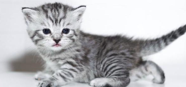 猫咪频繁侧身歪身走路,是轻微躯体平衡不对称吗? 猫咪频繁侧身歪身走路,是轻微躯体平衡不对称吗?