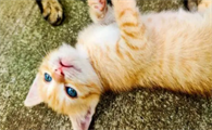 猫咪肾衰竭中后期该怎样养护调理