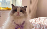 安全健康的猫粮推荐传奇精灵，呵护娇嫩肠胃
