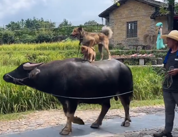 广西桂林景区回应小狗稳坐水牛背漫步：不是特技，每日一两次为何稳如平地？