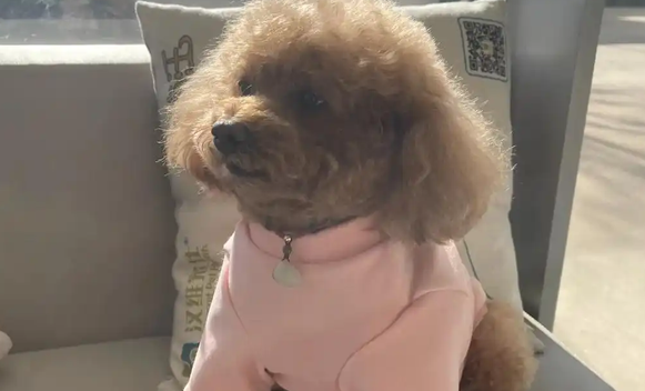狗狗吐黄水带泡沫怎么解决