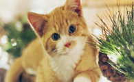 猫咪视力悄悄减退，无症状的早期青光眼有多可怕？