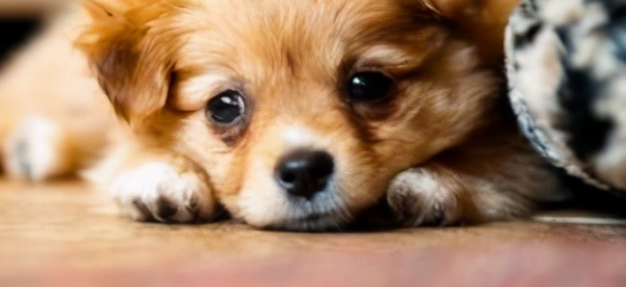 狗狗频繁甩头挠耳，是外耳道湿疹初期吗？