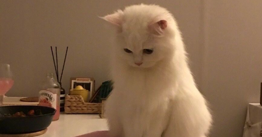 猫咪不爱舔下巴总脏脏的,是下颌淋巴循环不畅吗? 猫咪不爱舔下巴总脏脏的,是下颌淋巴循环不畅吗?