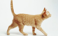 猫咪尾巴根部有异味分泌物?
