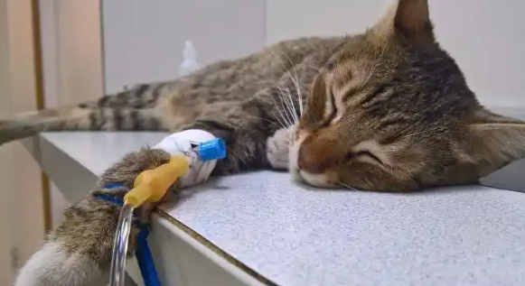 猫得了黄疸能活多久 猫得了黄疸能活多久