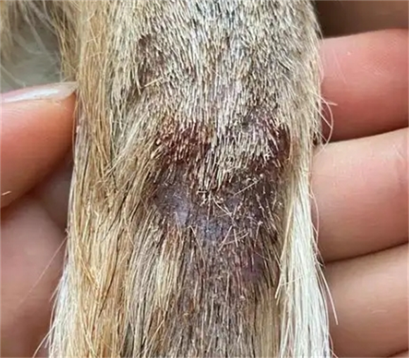狗狗患处两个月脓皮症怎么治疗