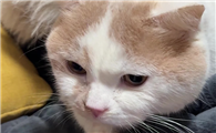 猫咪打喷嚏流鼻涕就是感冒吗？
