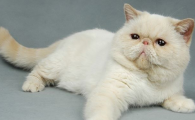 猫咪眼睛发红畏光流泪？