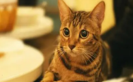 瘦骨嶙峋还不爱喝水,猫咪酸中毒为何总是难以发现?