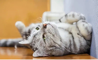 猫咪在地上打滚到处蹭是什么意思