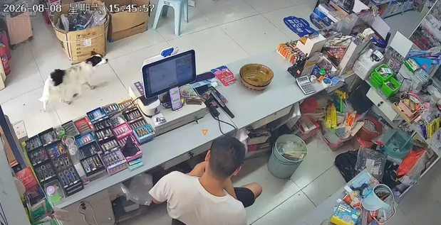 小狗被医院宣布死亡，半个月后却横跨几十公里自己跑回家