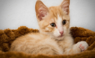猫咪频繁扒拉猫砂不排便,是肛周轻微异物感刺激吗?