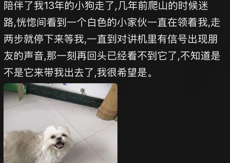 博主深山迷路时见到去世小狗，在它指引下成功脱困…