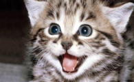 猫咪频繁深夜躁动嚎叫,究竟是哪些隐性病痛在折磨它?