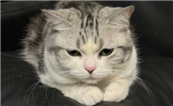 猫一到冷天就拉肚子怎么办？