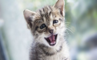 猫咪频繁打喷嚏伴随流泪,是过敏性结膜炎合并鼻炎吗?