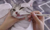 猫咪口臭流涎是口腔病吗？