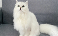 猫咪急性肠胃炎该禁食吗