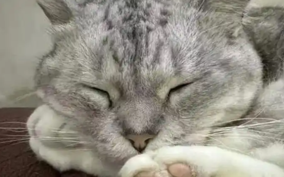 猫咪突然没精神不爱动，该从哪些方面判断情况？