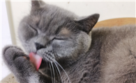 猫咪过度舔毛是什么原因?