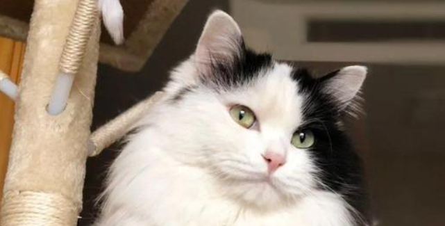 猫咪高龄多发肾病,遗传性多囊肾可以提前预防吗? 猫咪高龄多发肾病,遗传性多囊肾可以提前预防吗?