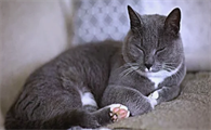 猫胃肠炎传染别的猫吗