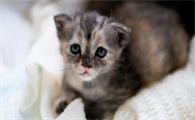 猫咪猫疱疹病毒感染如何治疗