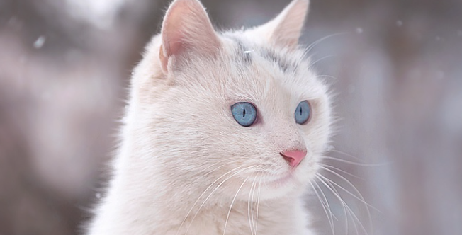 体检发现胆囊淤积，无症状就可以放任猫咪不管吗？