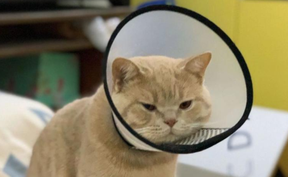 家里猫咪得了猫藓要怎么根治，会传染人吗？
