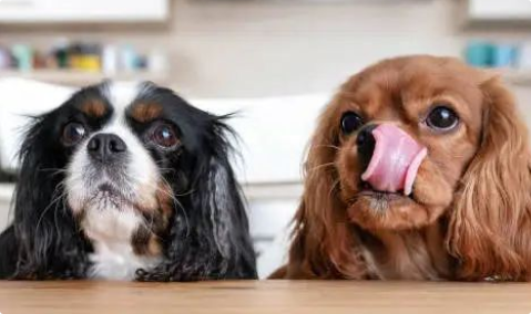 狗狗口臭严重是生病了吗？