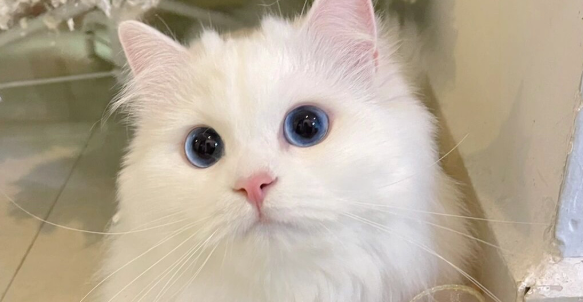 猫咪频繁无故发抖蜷缩,是体质性畏寒症吗? 猫咪频繁无故发抖蜷缩,是体质性畏寒症吗?